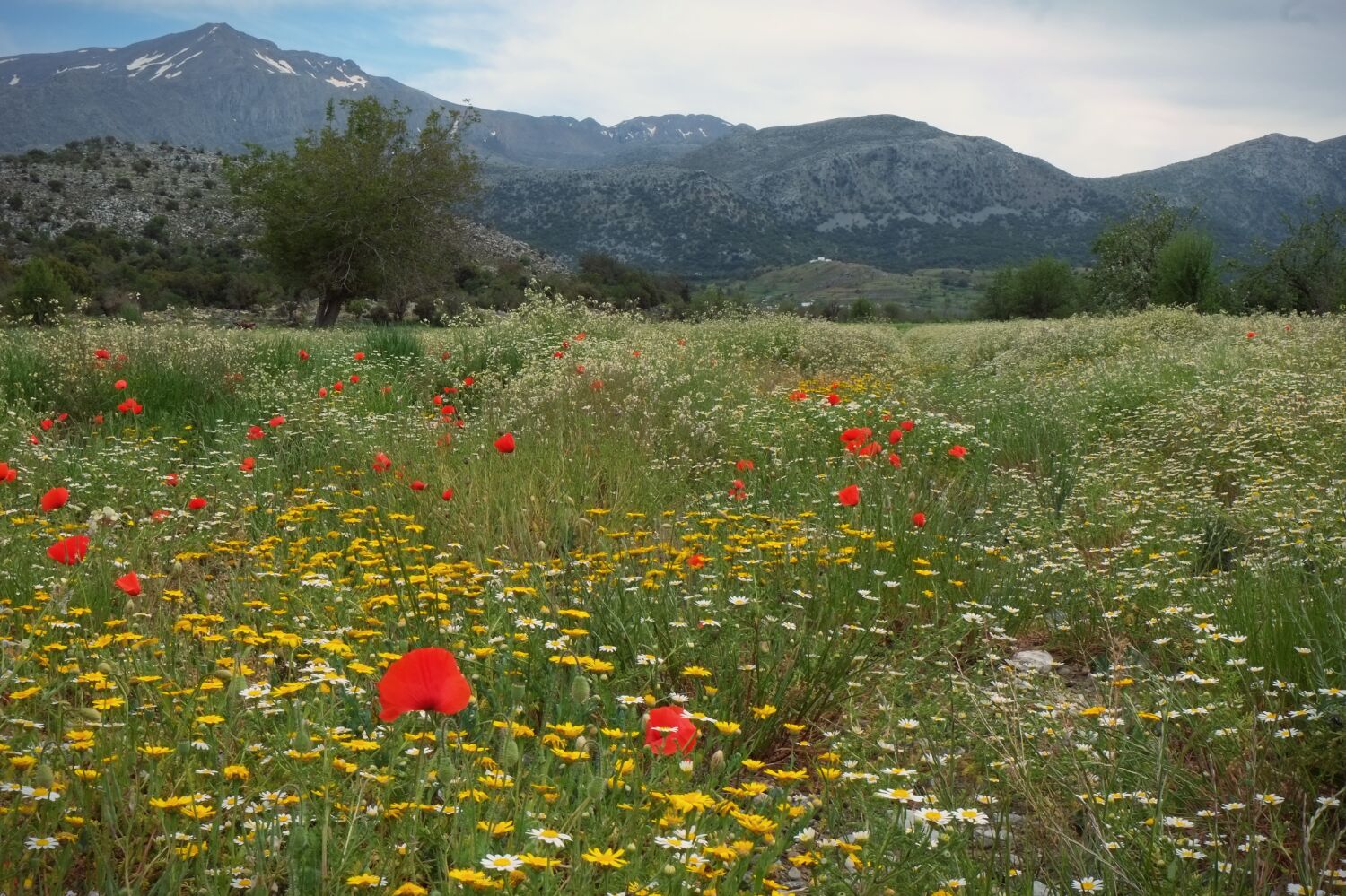 At this time of year the mountain meadows are aa profusion of wildflowers.. and associated insect and birdlife. Rather lovely.