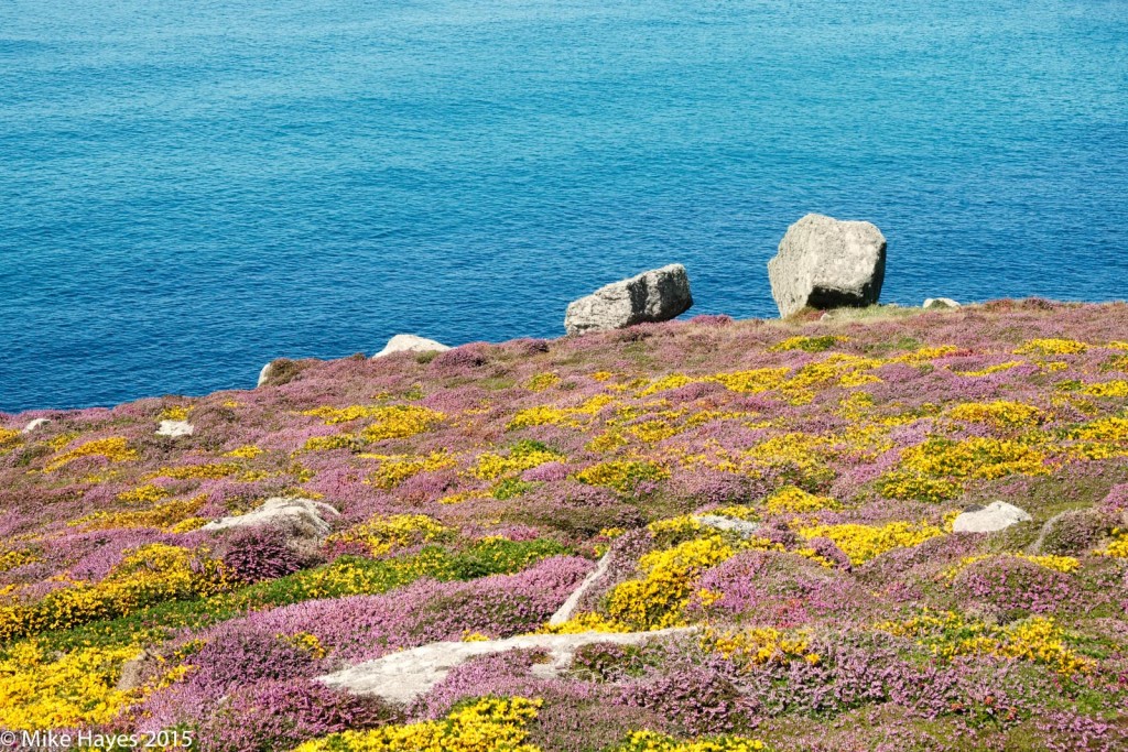 With both the heather and gorse in bloom the colours on the stretch between Gwennap Head and Nanjizal were simply breathtaking