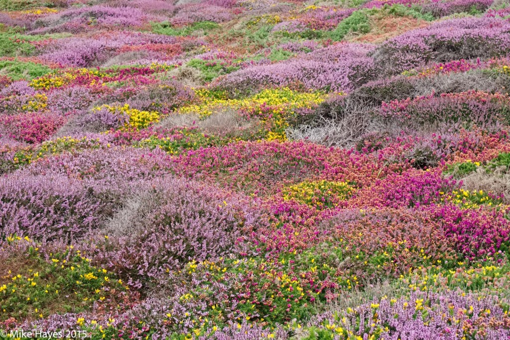 I can't recall ever seeing it quite this colourful, perhaps something to do with the cycle of warm sunny days and frequent mild, wet days that seems to have characterised this summer