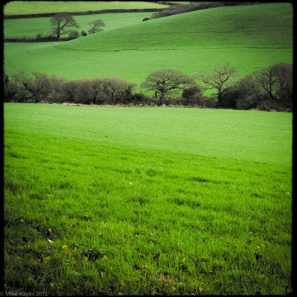 a very warm, very (very) wet winter so far means Cornwall's fields are super green..