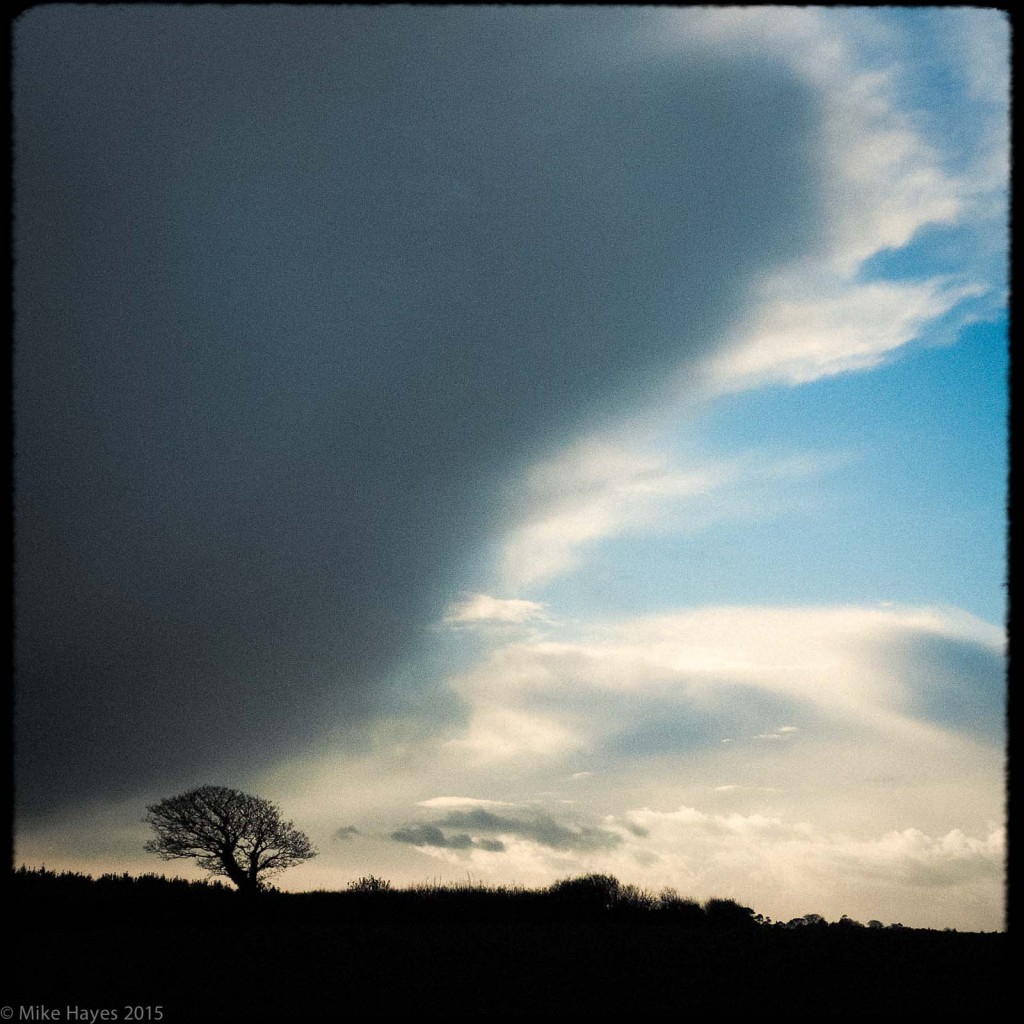 Cornwall does lonely winter trees very well indeed.