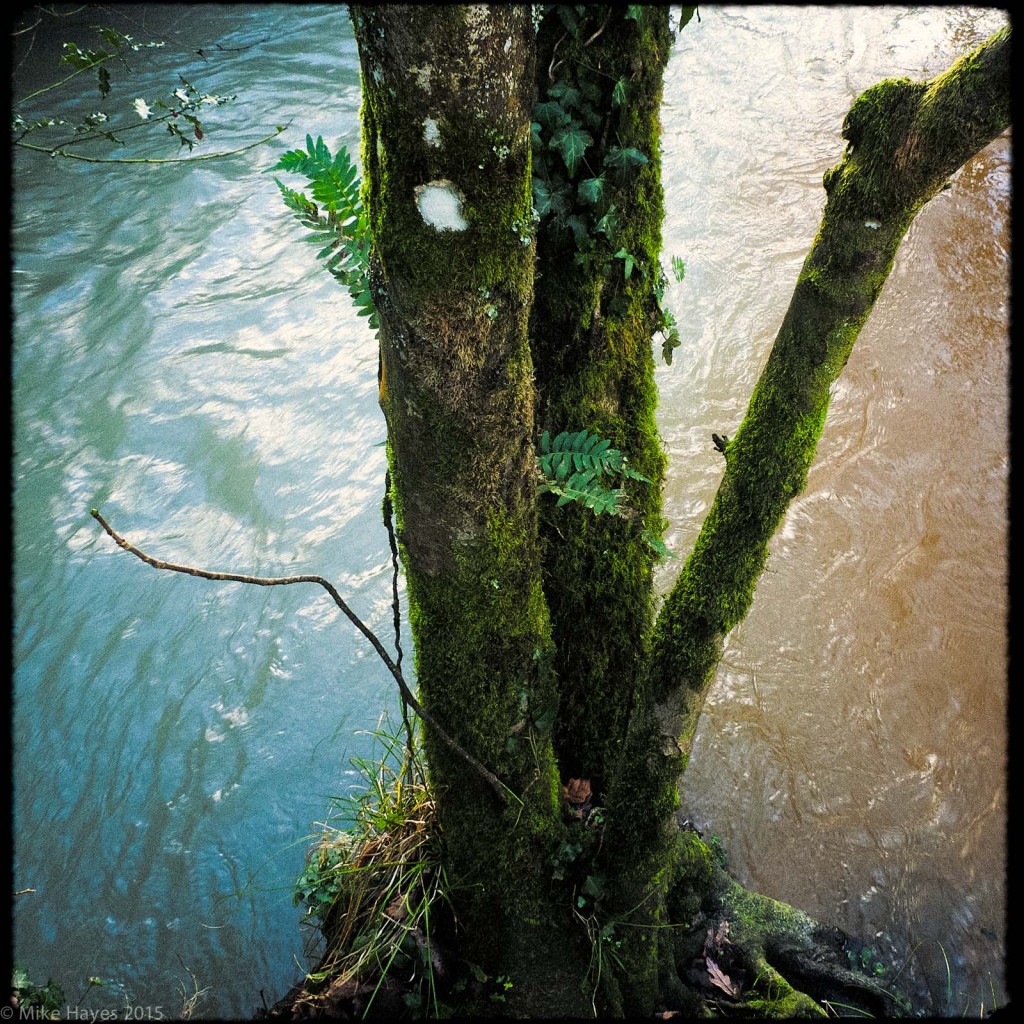 The convergence of two streams. the slightly greeny one is that colour because of run off from the china clay works further north.