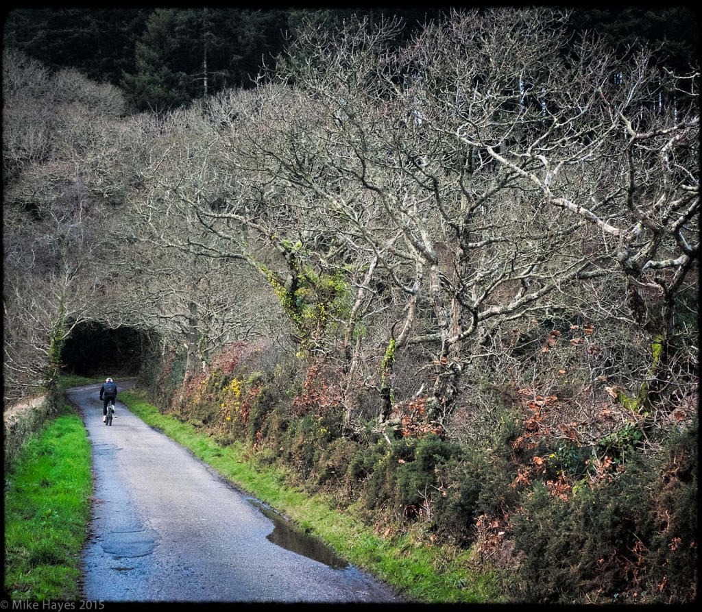 The tree tunnels are just as spectacular without leaves..