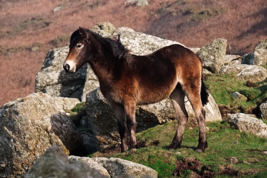 There is a small population of semi-wild ponies at Nanjizal. Shortly after this a family turned up via the access track with 6 dogs, none on leashes… there was a lot of harrassment of ponies and shouting. I hated it. I wanted to fling pony shit at the owners. Instead I quietly asked them to take their pack and bugger off… and walked away to find some peace and quiet again.