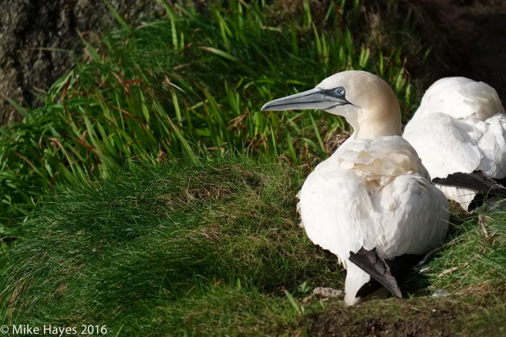 ..and finally.. you know it's rough when even the gannets have to stop for a rest.