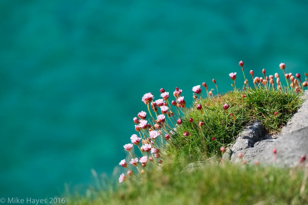 The island was just starting to bloom. 