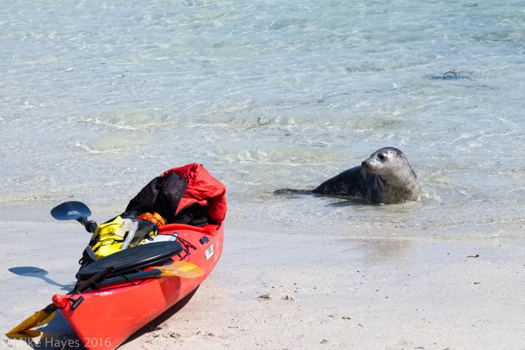As with all these islands Pabbay has a population of grey seals that seem to positively enjoy following or swimming beneath sea kayaks in the clear waters. This curious youngster came to have a look at the kayaks while we dozing in the sun.