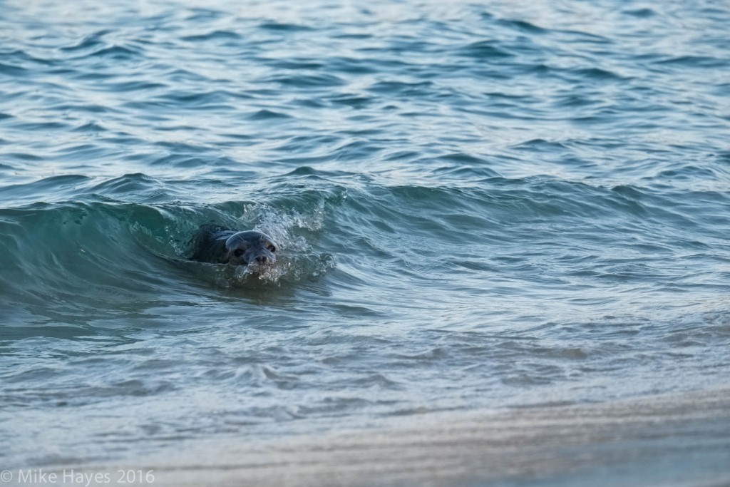 Surfing in to the beach for a look...