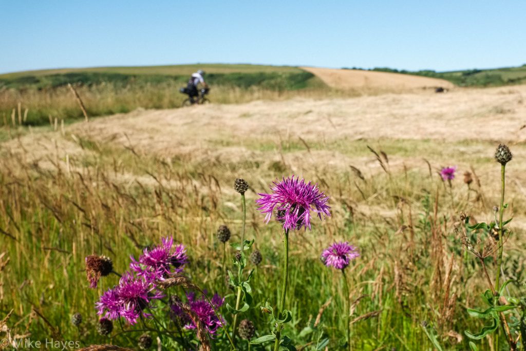 Summer on the Roseland