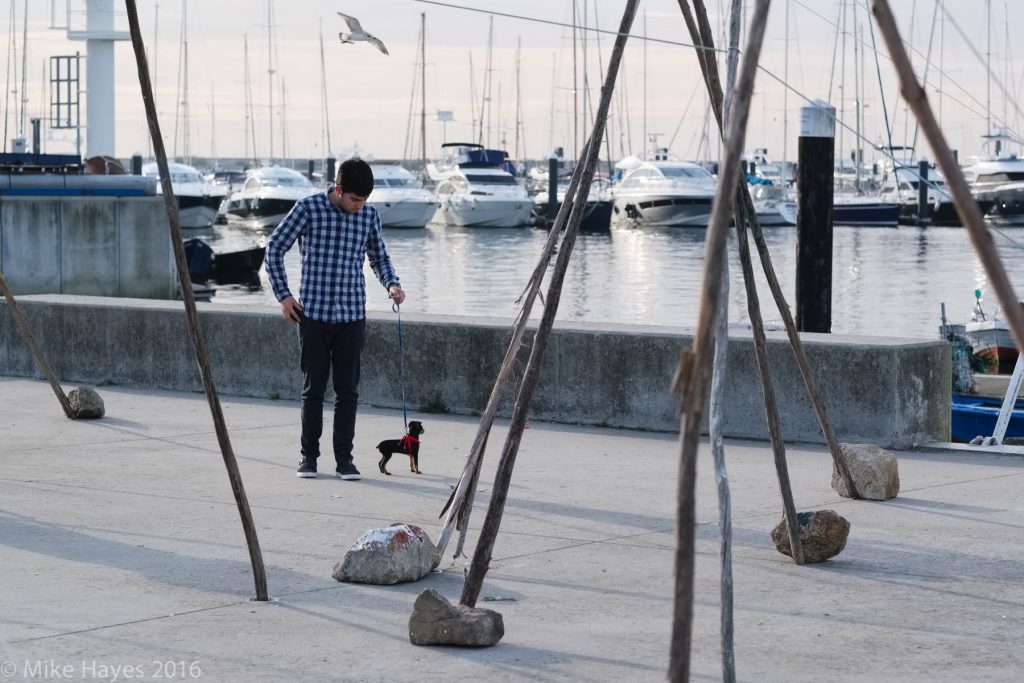 Possibly the smallest dog I have ever seen... barely a meal for that seagull..