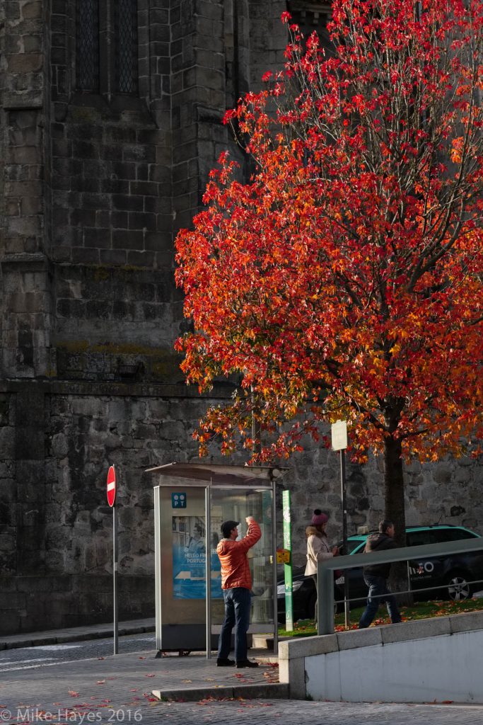 The trees in the city were in full colour.