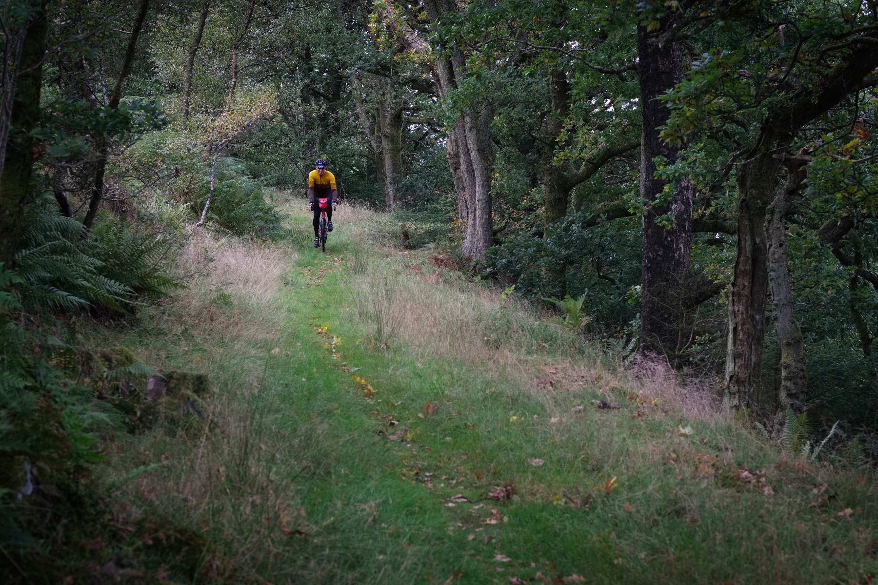 cyclist on a wooded trail in Galloway