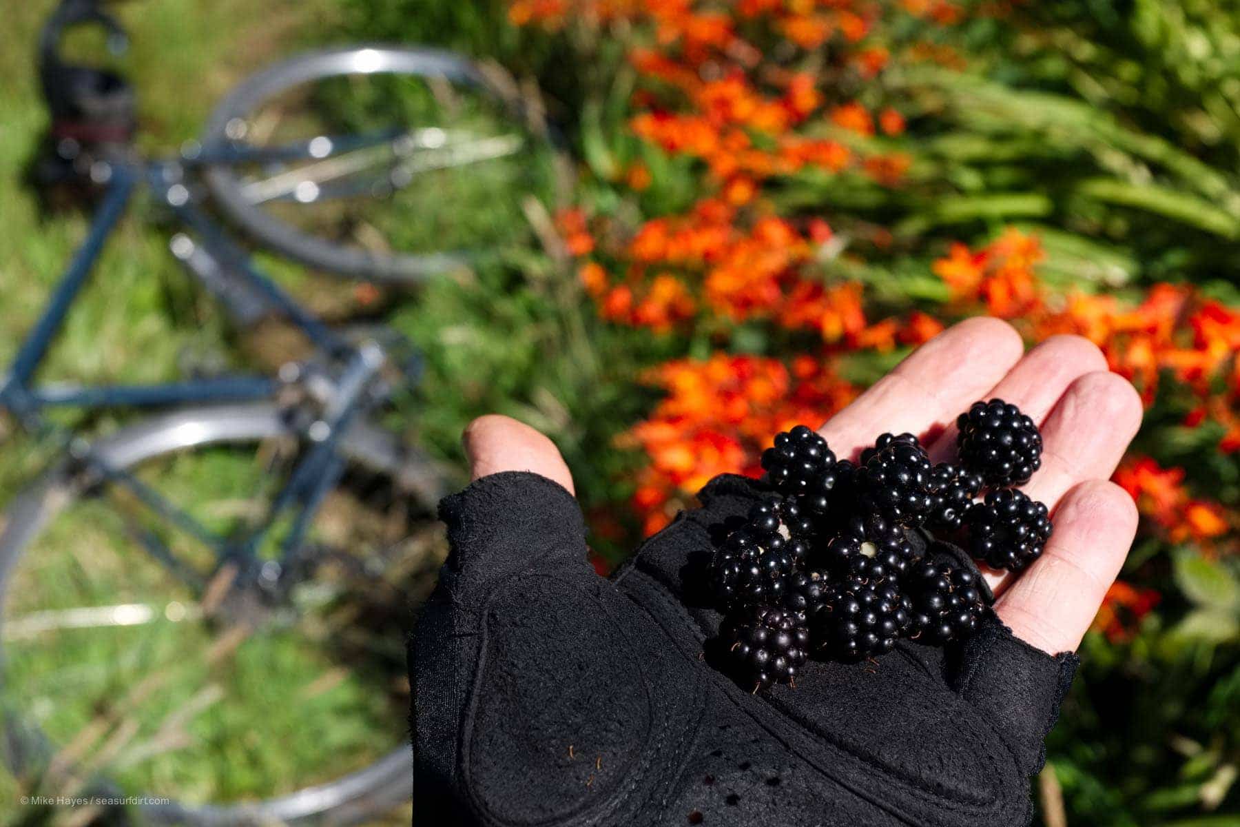 a handful of blackberries with bicycle and wildflowers in the background.