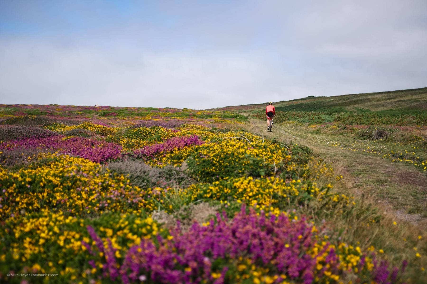 cycling on singletrack through colourful heather blossoms on the west penwith moors