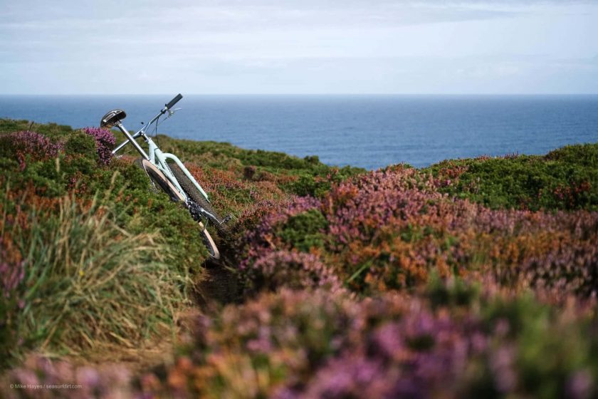 heather in bloom at Godrevy Head