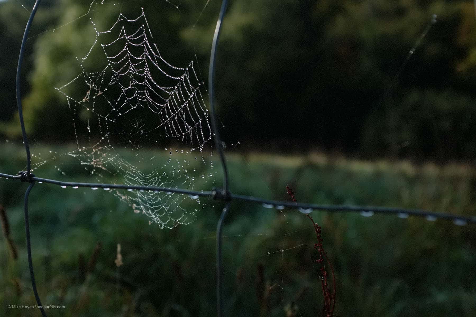 dew on a cobweb