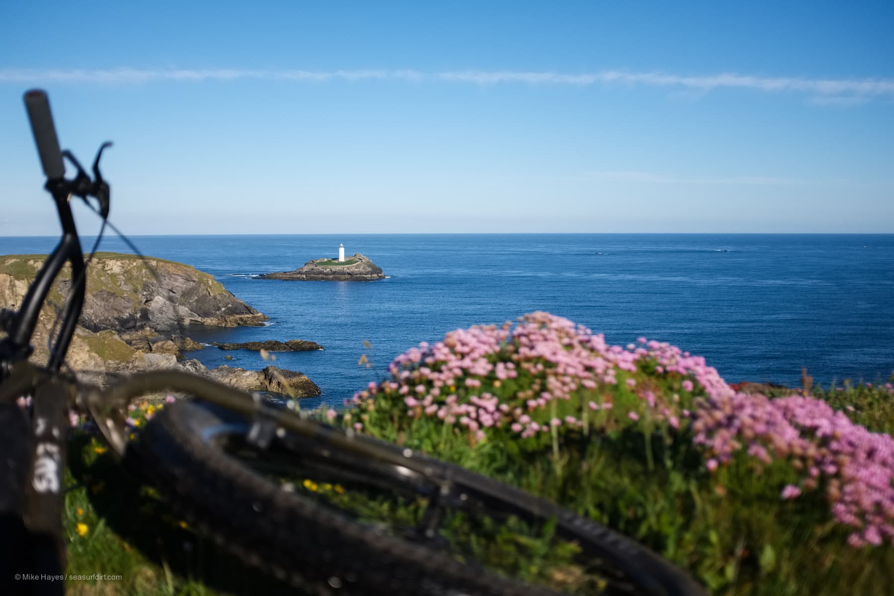 Godrevy lighthouse and sea thrift blossoms