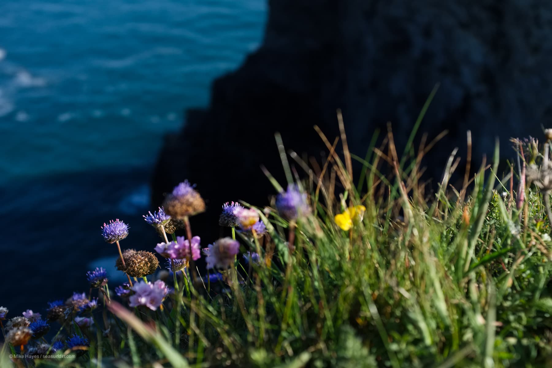 Sheep's Bit blossom on a Cornish cliff edge