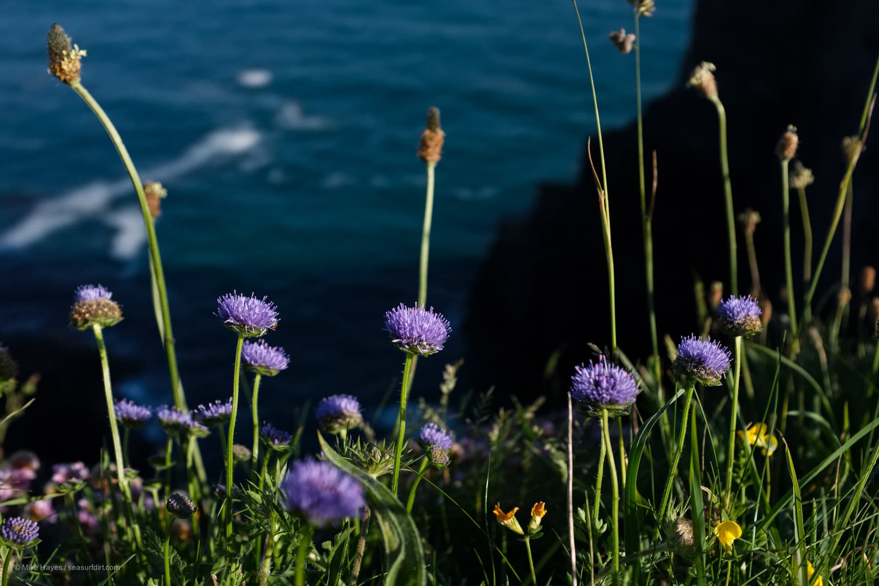 Sheep's Bit flowering on cliff edges