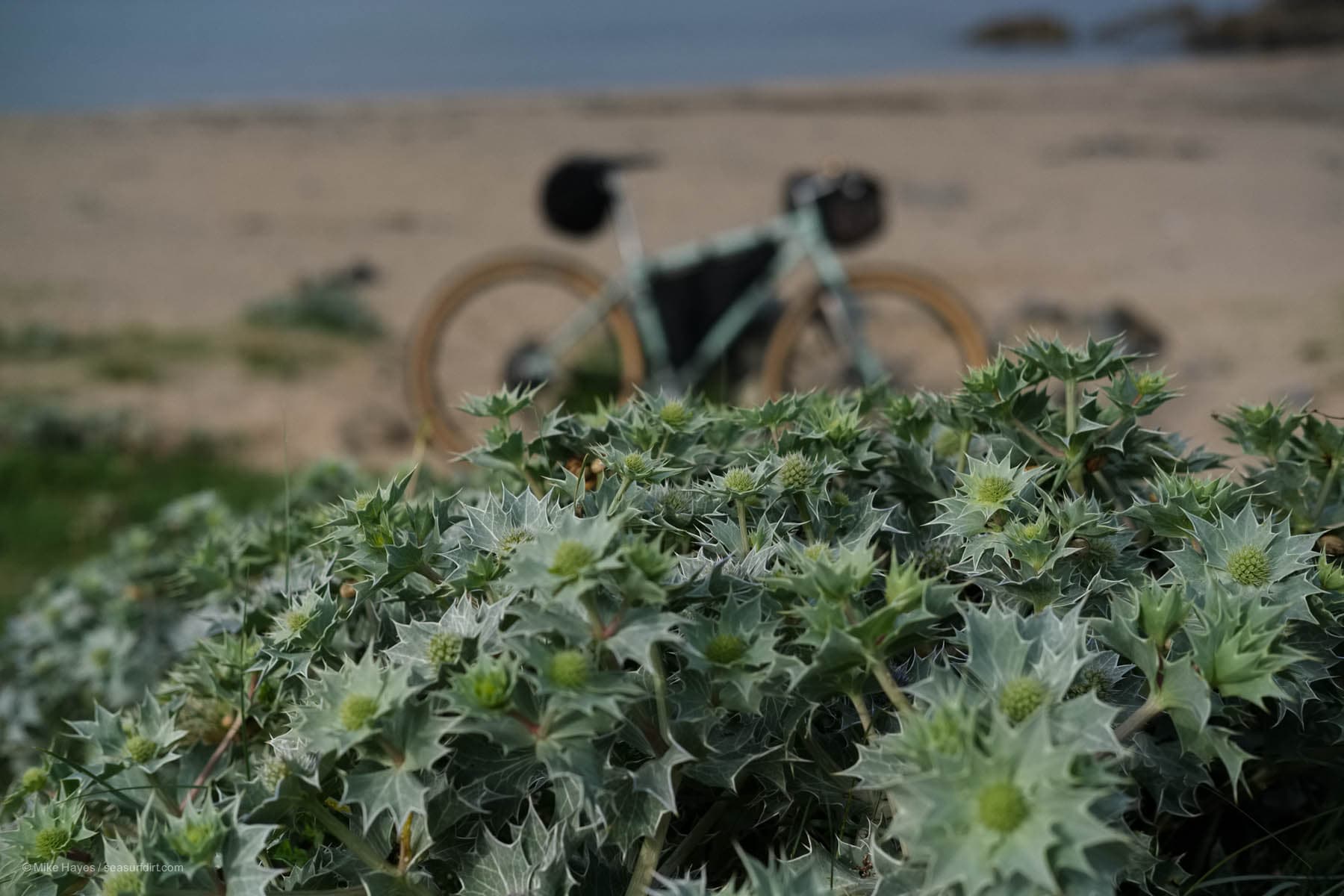 sea holly