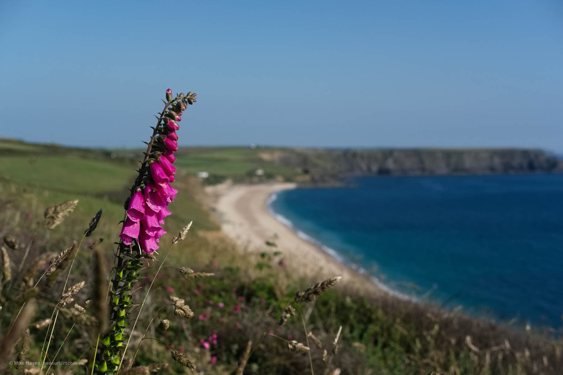 foxgloves on the Cornish coast