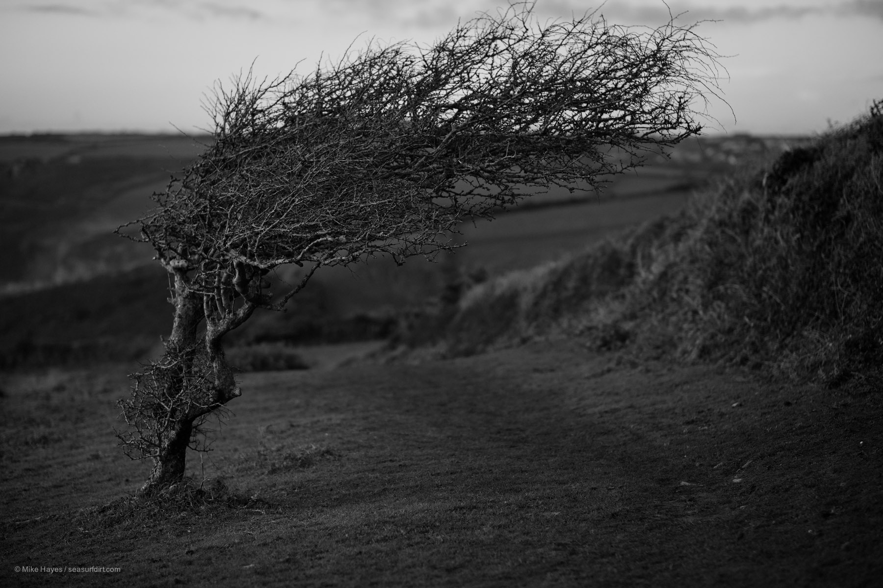 wind-sculpted hawthorn